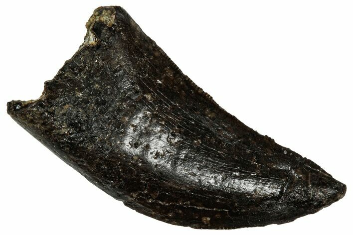 Serrated Tyrannosaur Tooth - Judith River Formation #335897